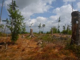 Taunuskamm 2023